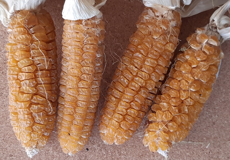 Torkade kolvar av sockermajs