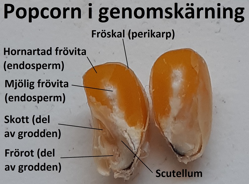 popcorn i genomskärning