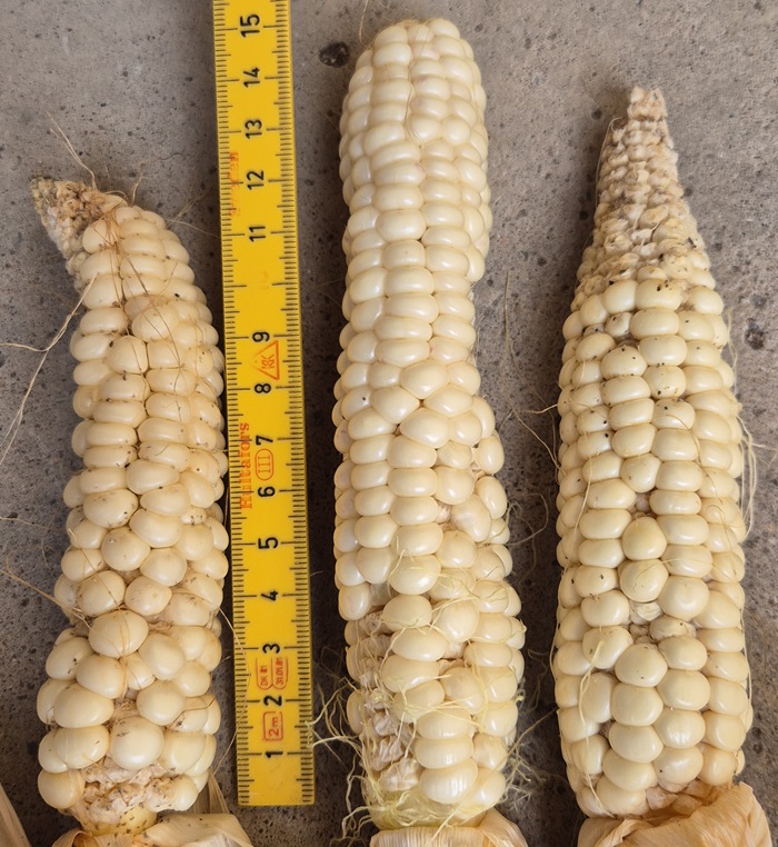 Kolvar av Saskatchewan White Flint