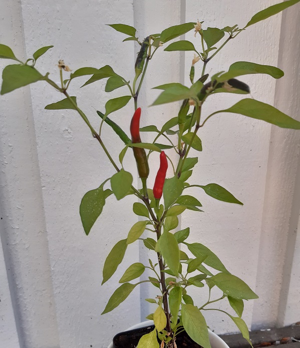 Chiliplanta