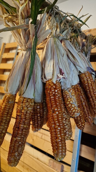 Kolvar av Nuetta på tork