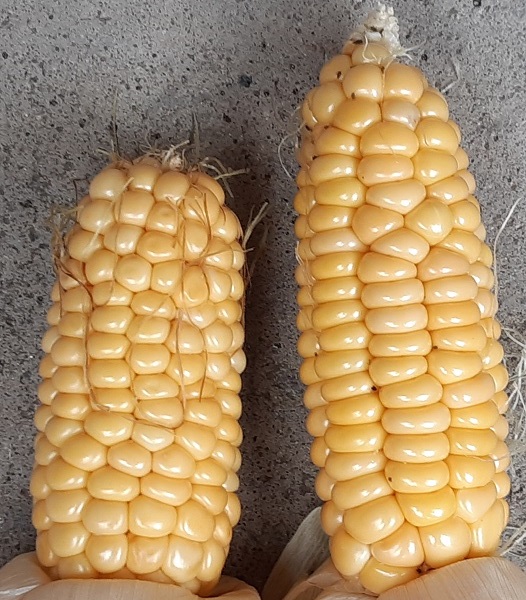 Två kolvar av Orchard Baby