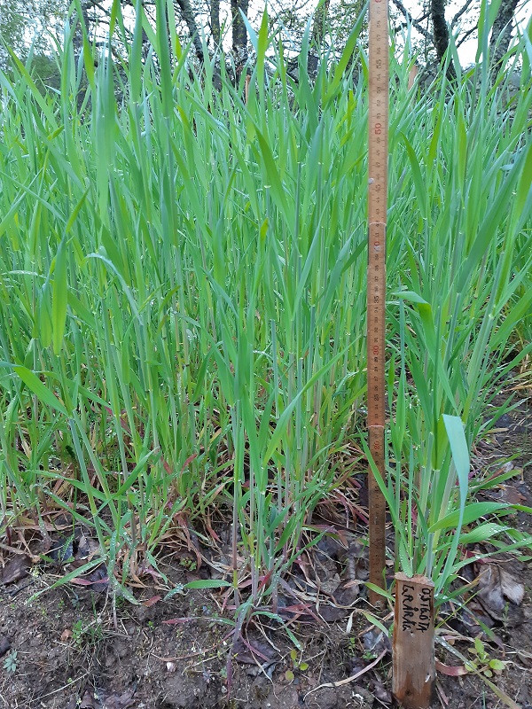 Råg 8 maj