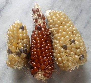 Korsade popcorn-kolvar